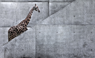 Giraffe Geometry Background for Android, iPhone and iPad