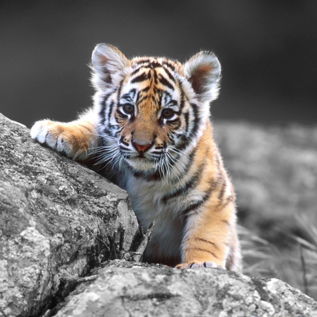 Fondo de pantalla Cute Tiger Cub 1024x1024