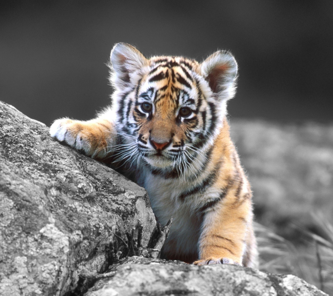 Обои Cute Tiger Cub 1080x960