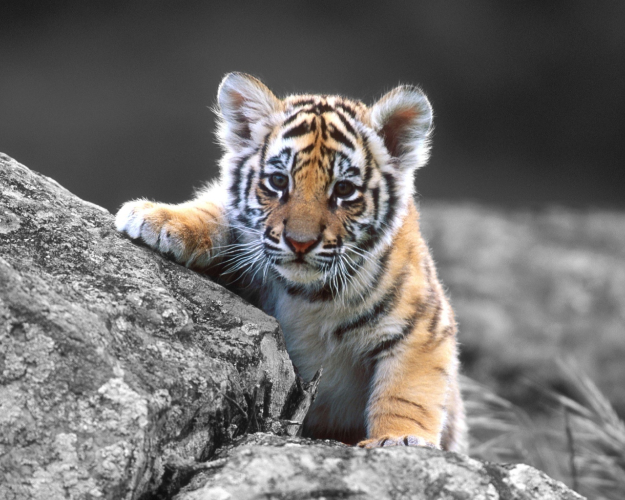 Обои Cute Tiger Cub 1280x1024