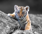 Fondo de pantalla Cute Tiger Cub 176x144