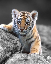 Cute Tiger Cub wallpaper 176x220