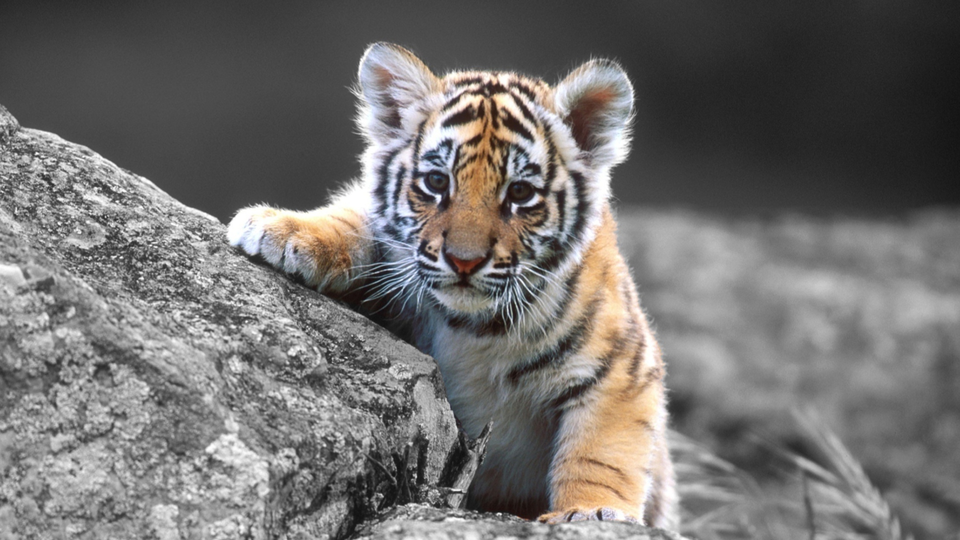 Cute Tiger Cub wallpaper 1920x1080