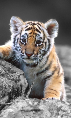 Cute Tiger Cub wallpaper 240x400