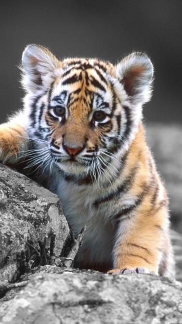 Fondo de pantalla Cute Tiger Cub 360x640