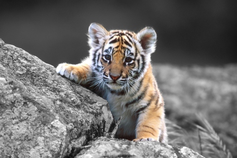 Обои Cute Tiger Cub 480x320
