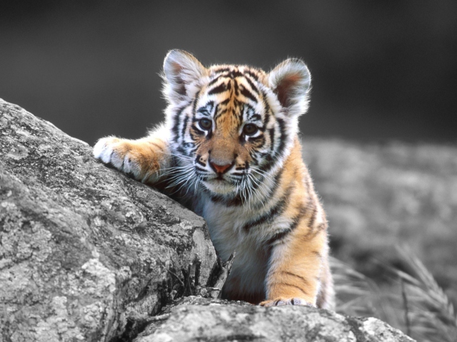 Обои Cute Tiger Cub 640x480