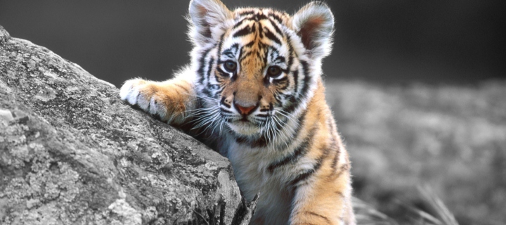 Обои Cute Tiger Cub 720x320