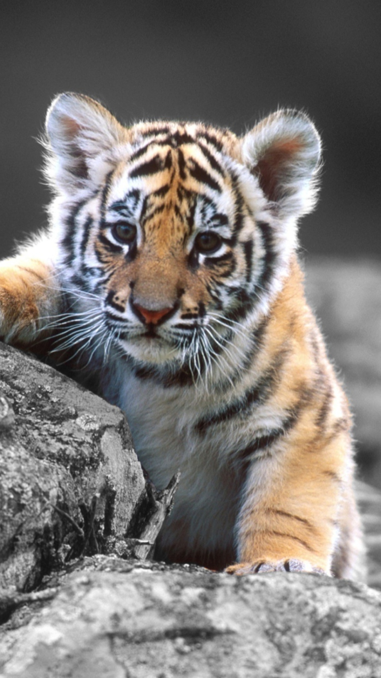 Cute Tiger Cub wallpaper 750x1334