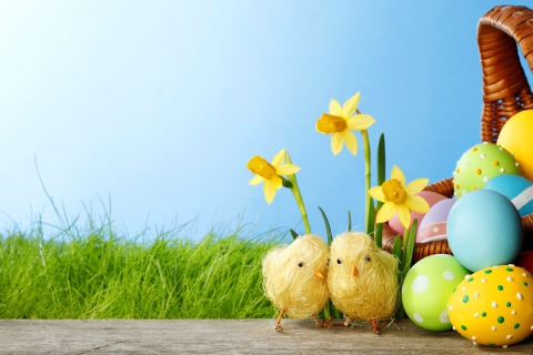 Yellow Easter Chickens wallpaper 480x320