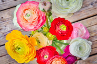 Kostenloses Botanical old tea rose Wallpaper für Android, iPhone und iPad