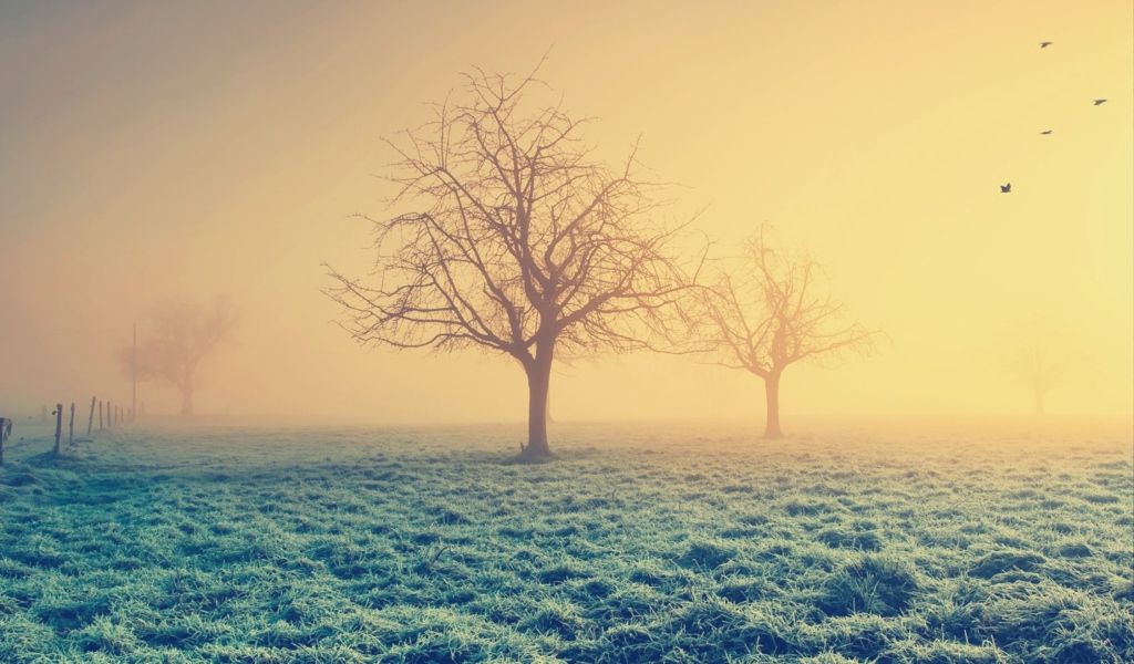 Screenshot №1 pro téma Misty Morning And Trees 1024x600