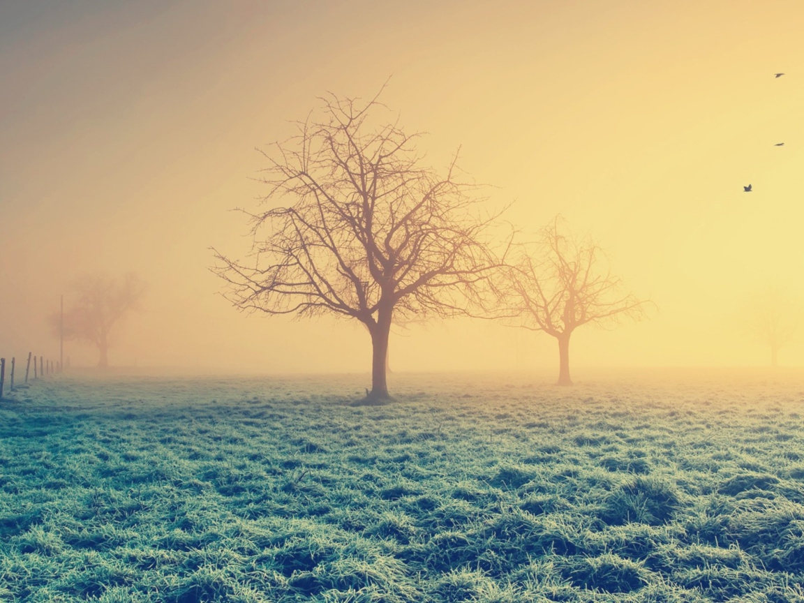 Screenshot №1 pro téma Misty Morning And Trees 1152x864