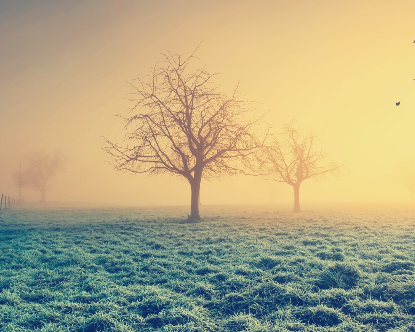 Misty Morning And Trees wallpaper 1600x1280