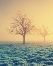 Das Misty Morning And Trees Wallpaper 176x220