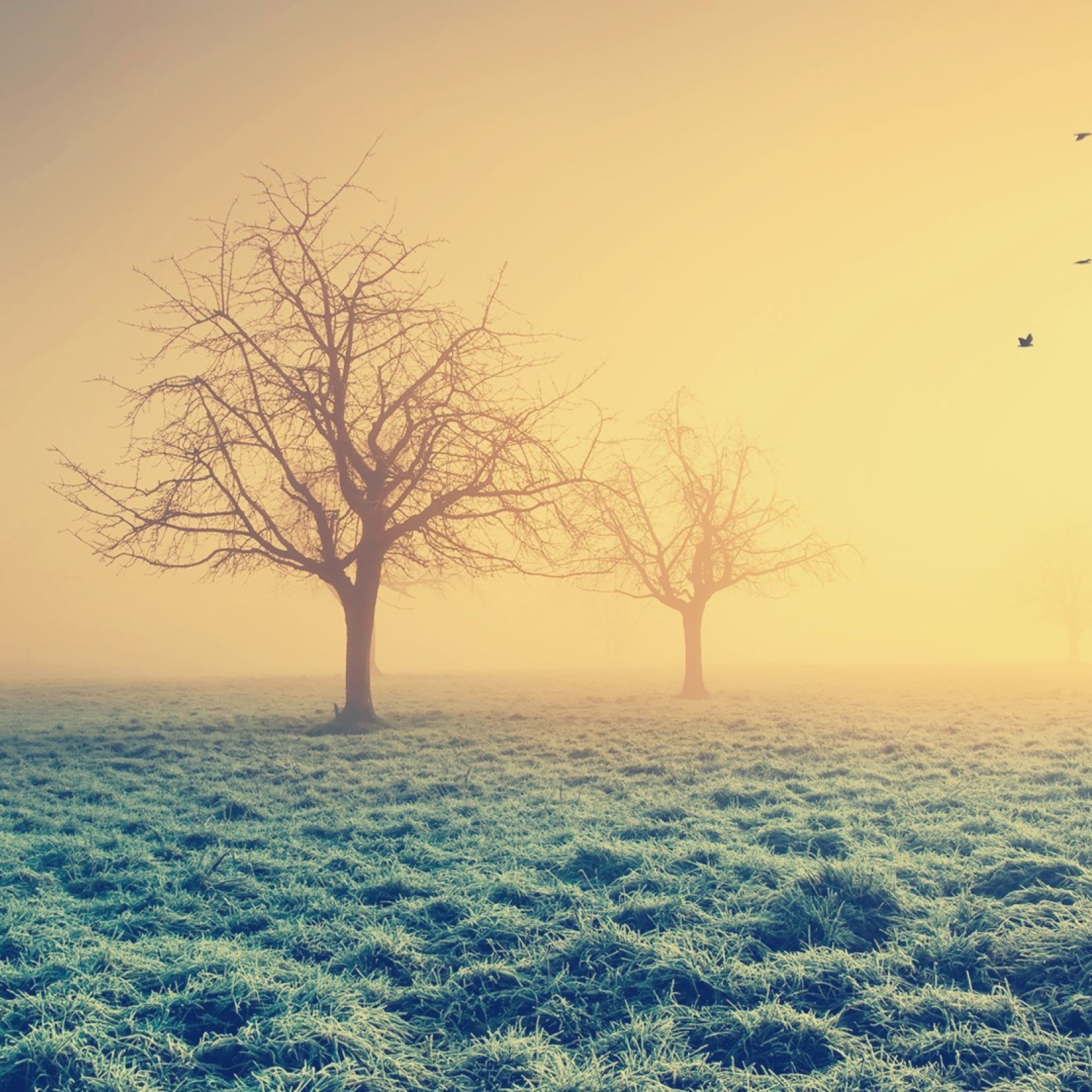 Screenshot №1 pro téma Misty Morning And Trees 2048x2048