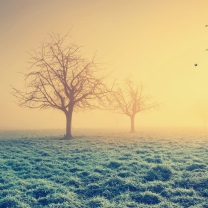 Screenshot №1 pro téma Misty Morning And Trees 208x208