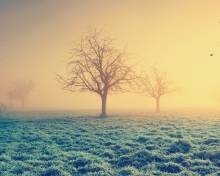Das Misty Morning And Trees Wallpaper 220x176
