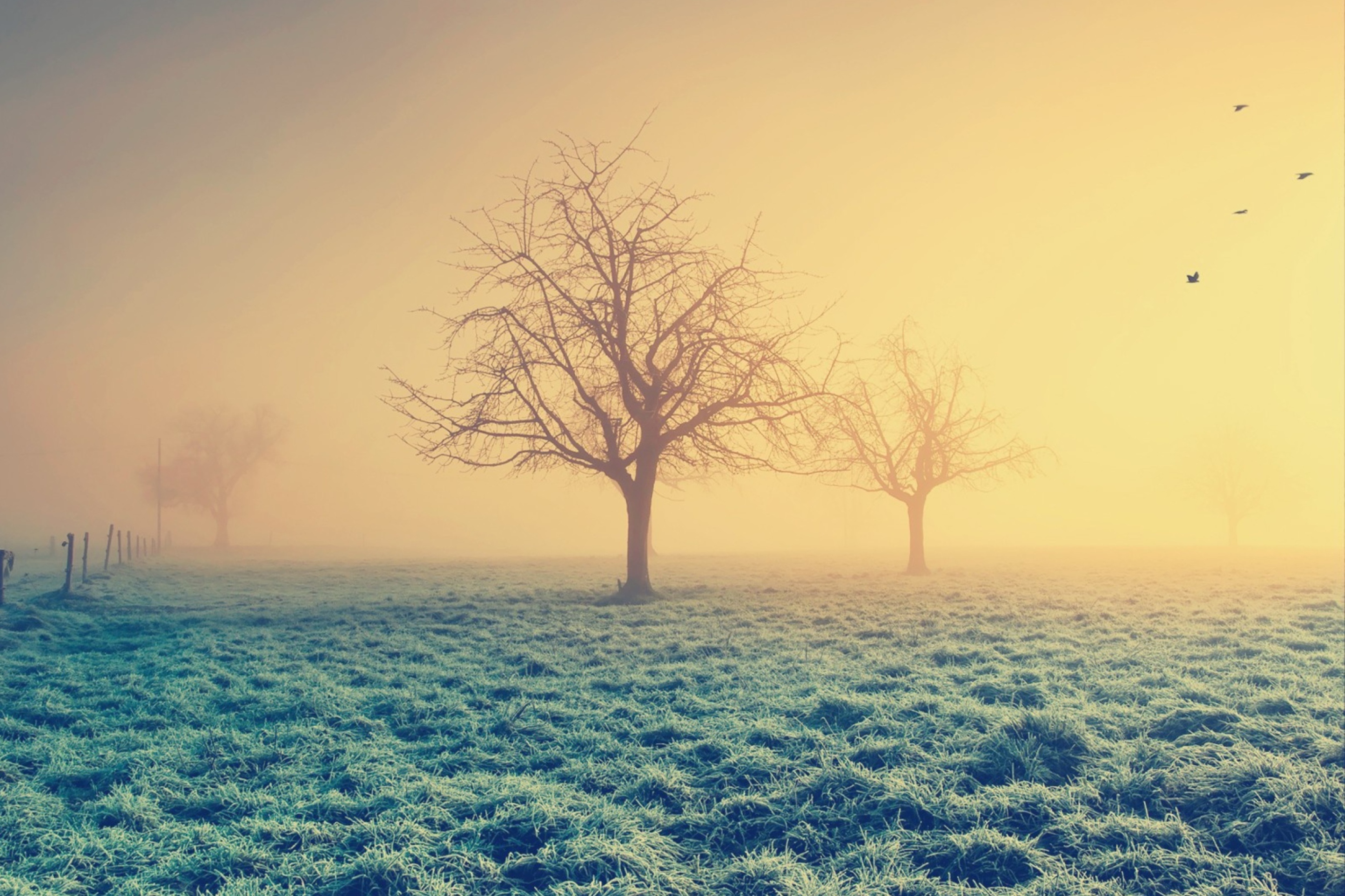 Misty Morning And Trees wallpaper 2880x1920
