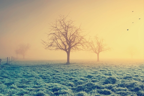 Screenshot №1 pro téma Misty Morning And Trees 480x320
