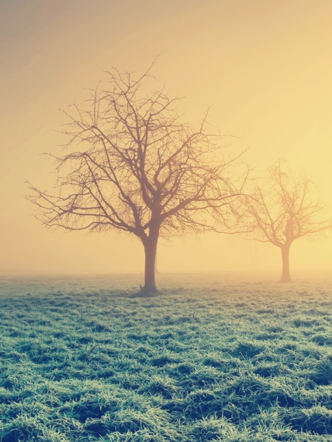 Das Misty Morning And Trees Wallpaper 480x640