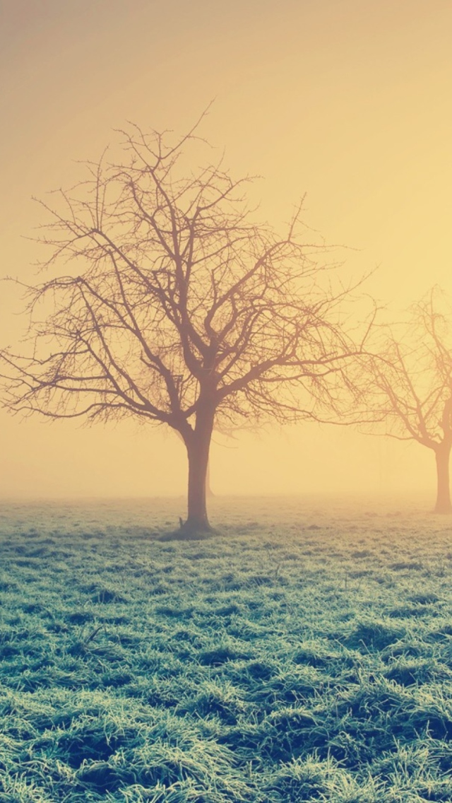 Misty Morning And Trees wallpaper 640x1136