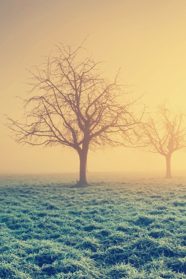 Das Misty Morning And Trees Wallpaper 640x960