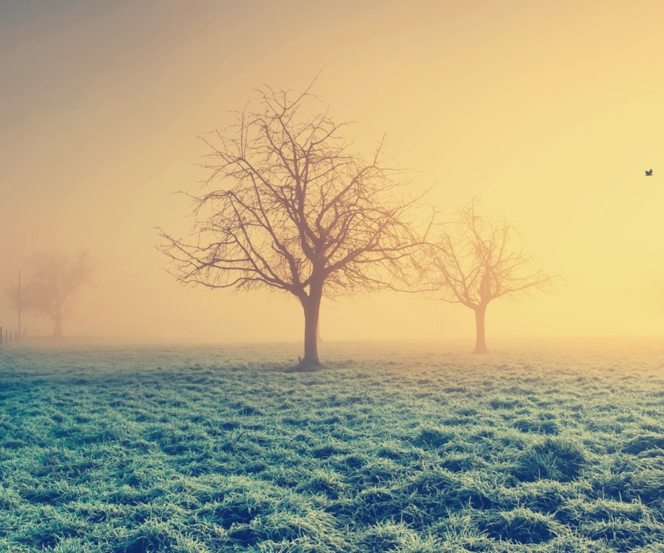 Das Misty Morning And Trees Wallpaper 960x800
