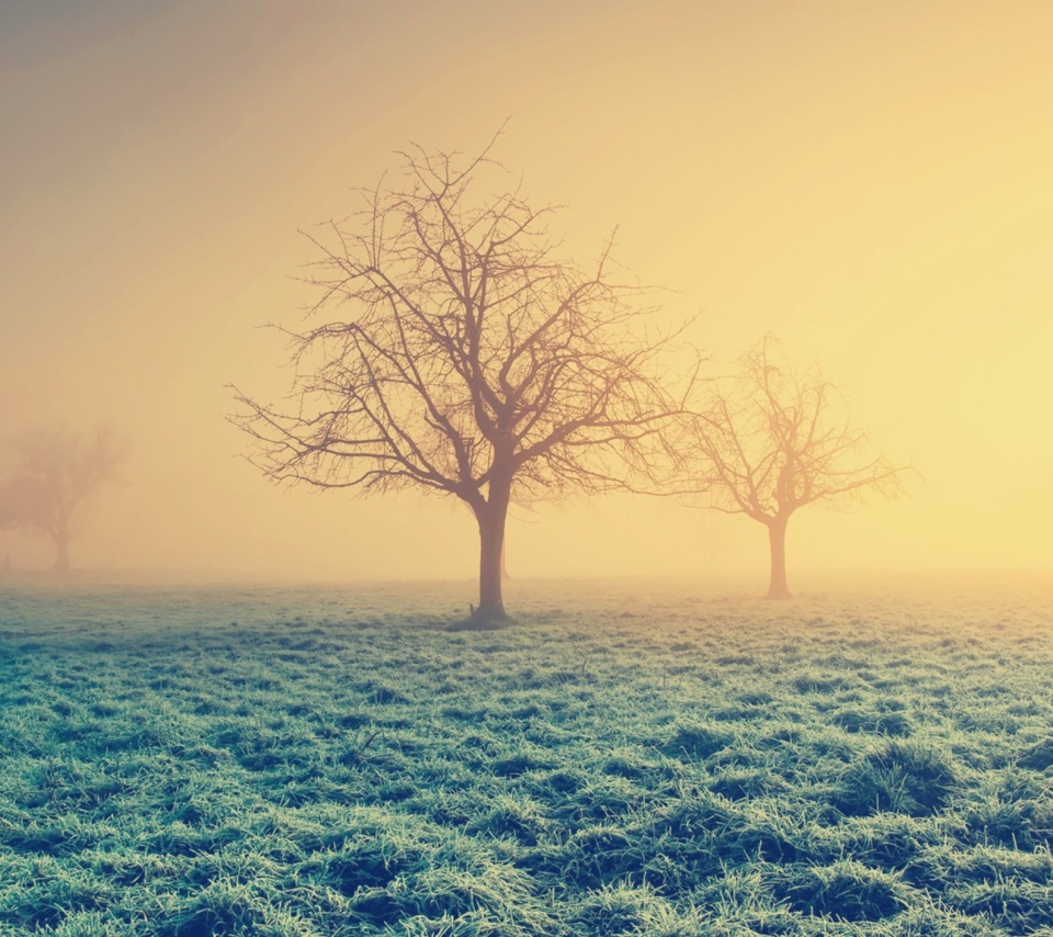Das Misty Morning And Trees Wallpaper 960x854