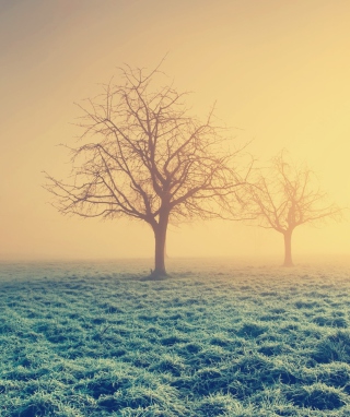 Misty Morning And Trees - Fondos de pantalla gratis para HTC Touch Diamond CDMA