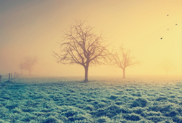 Misty Morning And Trees wallpaper