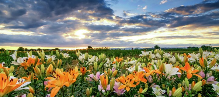 Lily field wallpaper 720x320