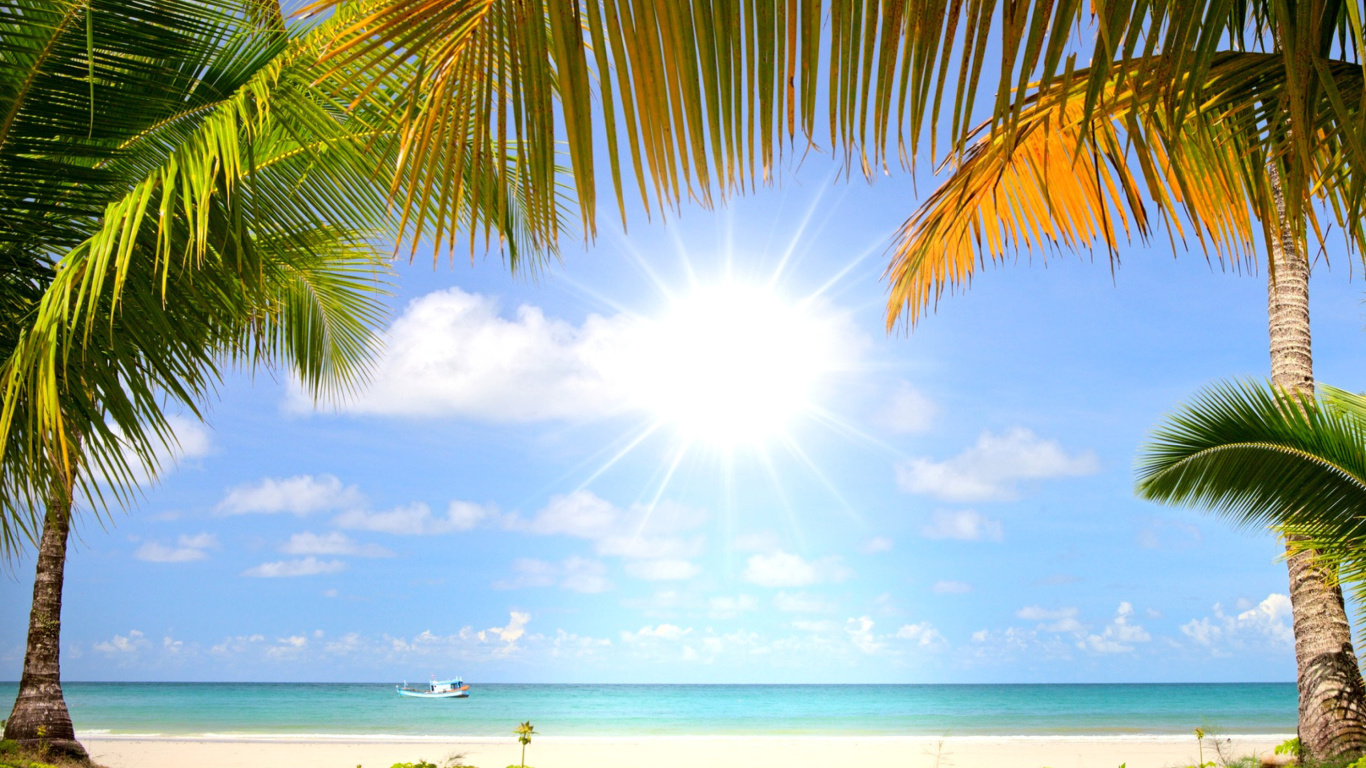 Das Summer Beach with Palms HD Wallpaper 1366x768