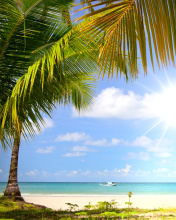 Das Summer Beach with Palms HD Wallpaper 176x220