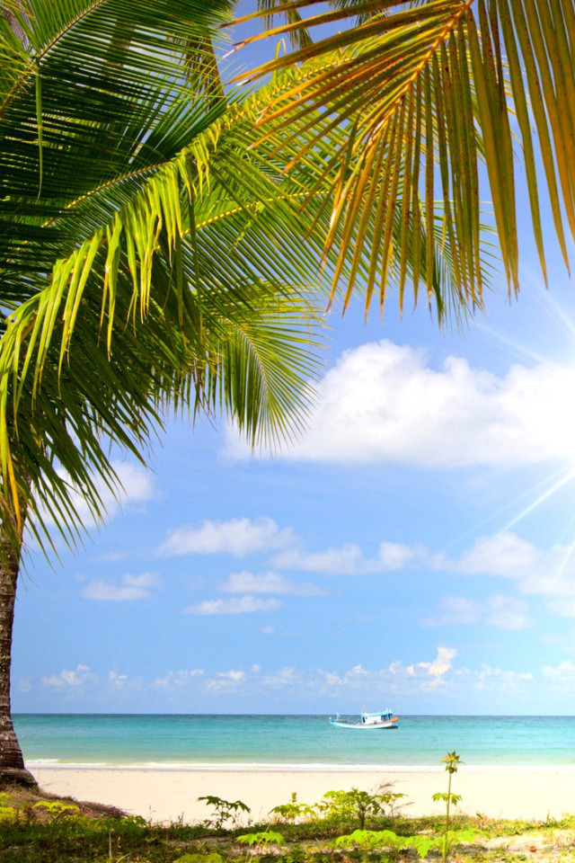 Das Summer Beach with Palms HD Wallpaper 640x960