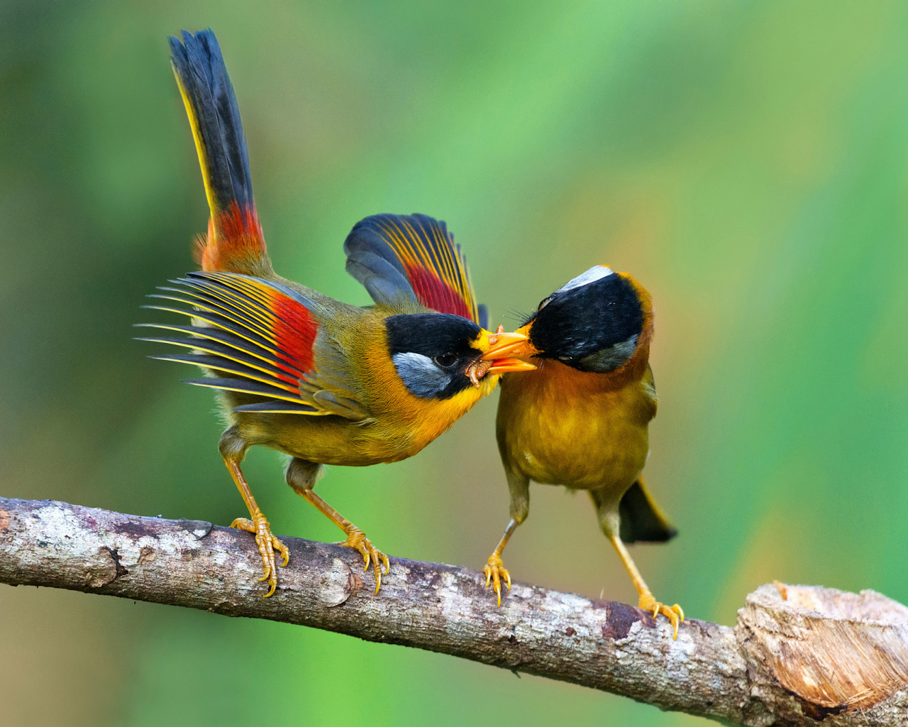 Silver eared mesia wallpaper 1280x1024