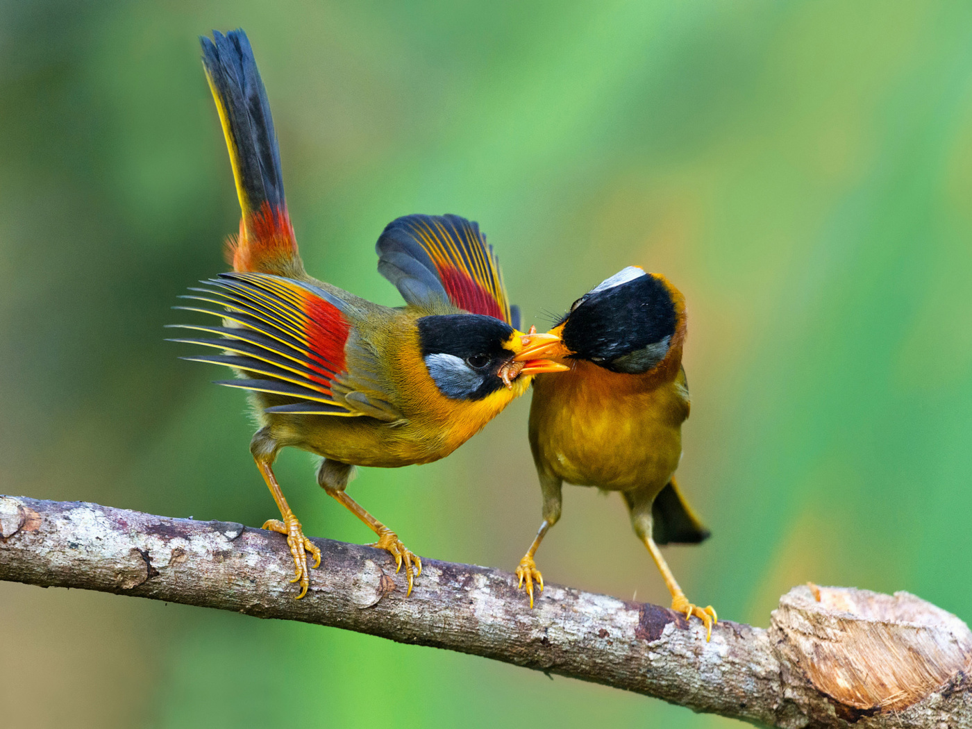 Silver eared mesia wallpaper 1400x1050