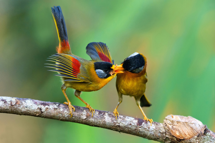 Sfondi Silver eared mesia