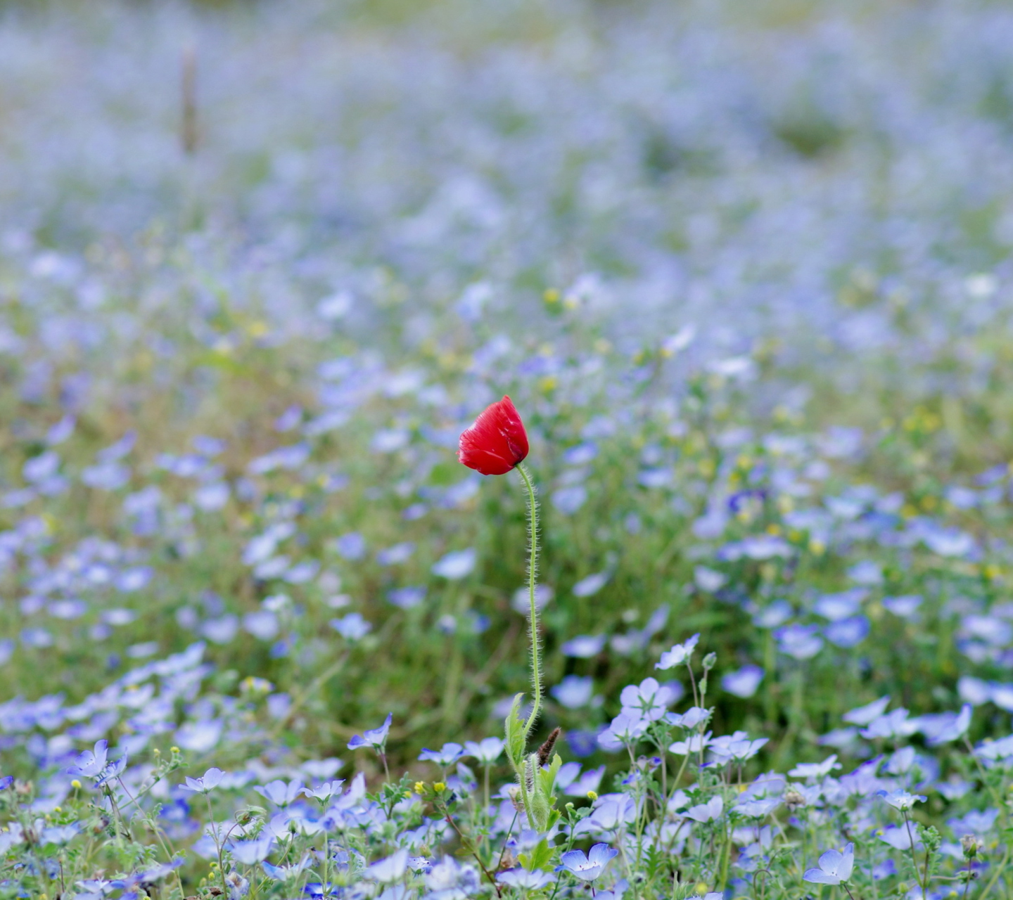 Single Poppy wallpaper 1440x1280