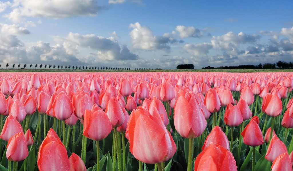 Обои Field Of Tulips 1024x600