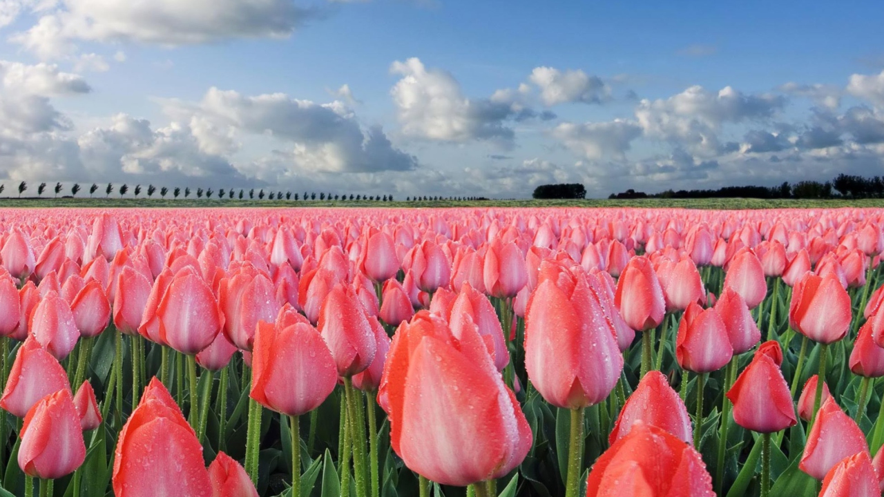 Fondo de pantalla Field Of Tulips 1280x720