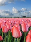 Field Of Tulips screenshot #1 132x176
