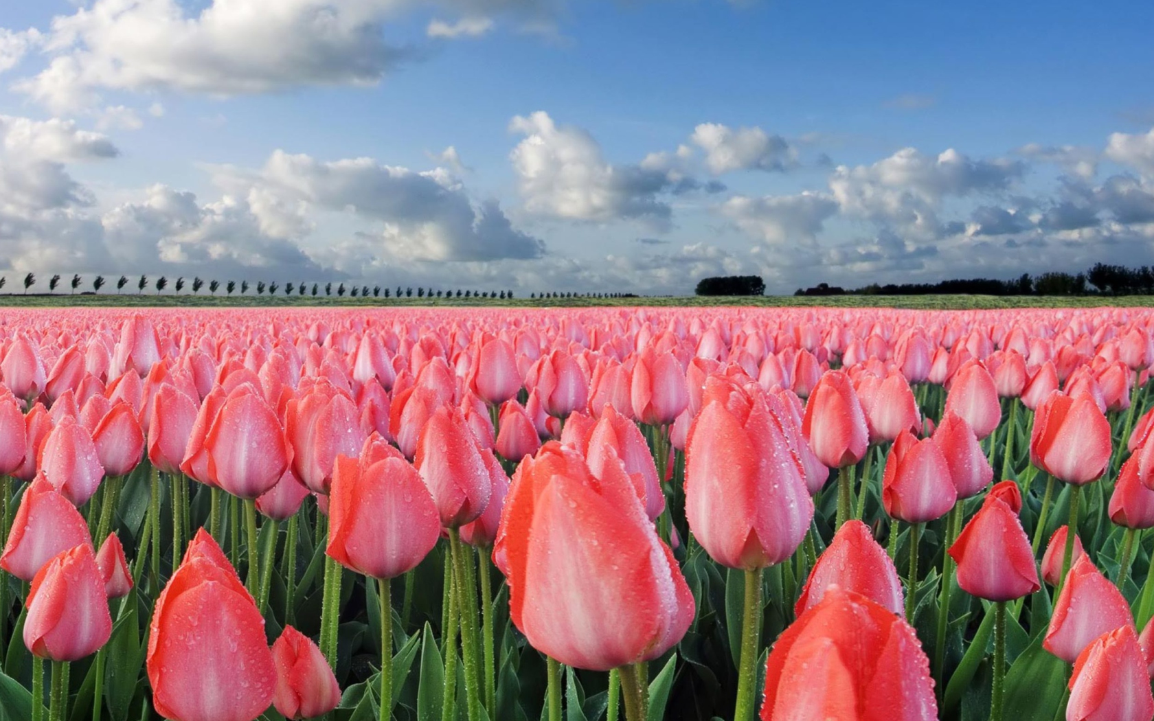 Sfondi Field Of Tulips 1680x1050