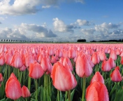 Das Field Of Tulips Wallpaper 176x144