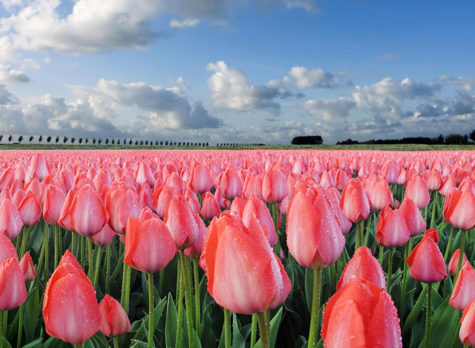 Sfondi Field Of Tulips 1920x1408