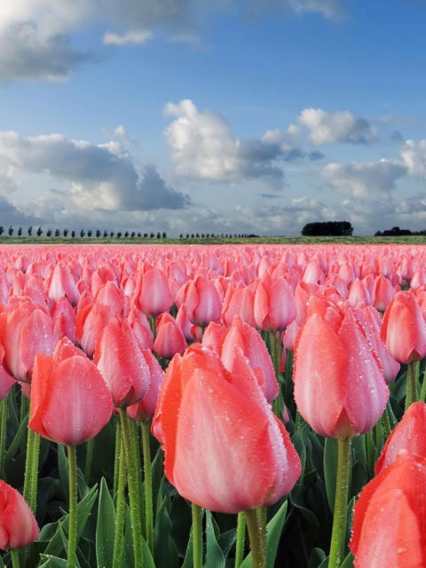 Обои Field Of Tulips 480x640