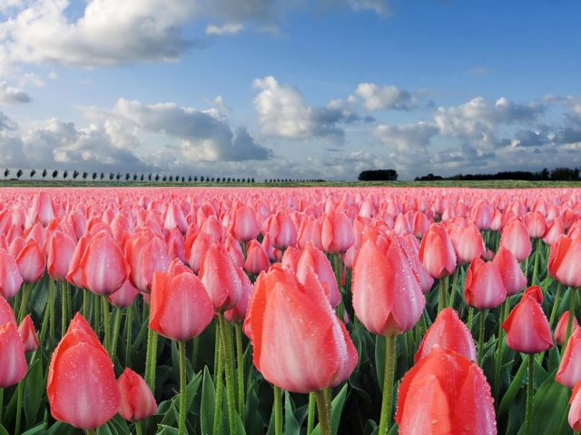 Field Of Tulips wallpaper 640x480
