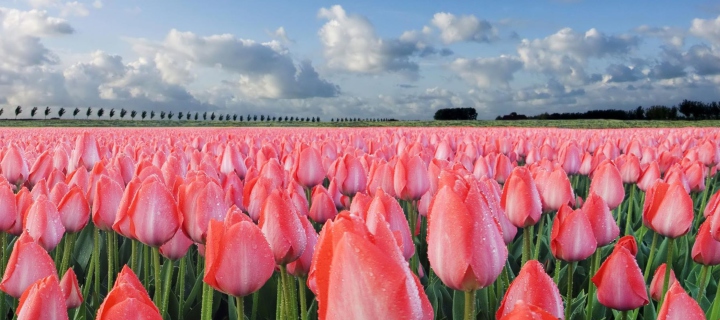 Screenshot №1 pro téma Field Of Tulips 720x320