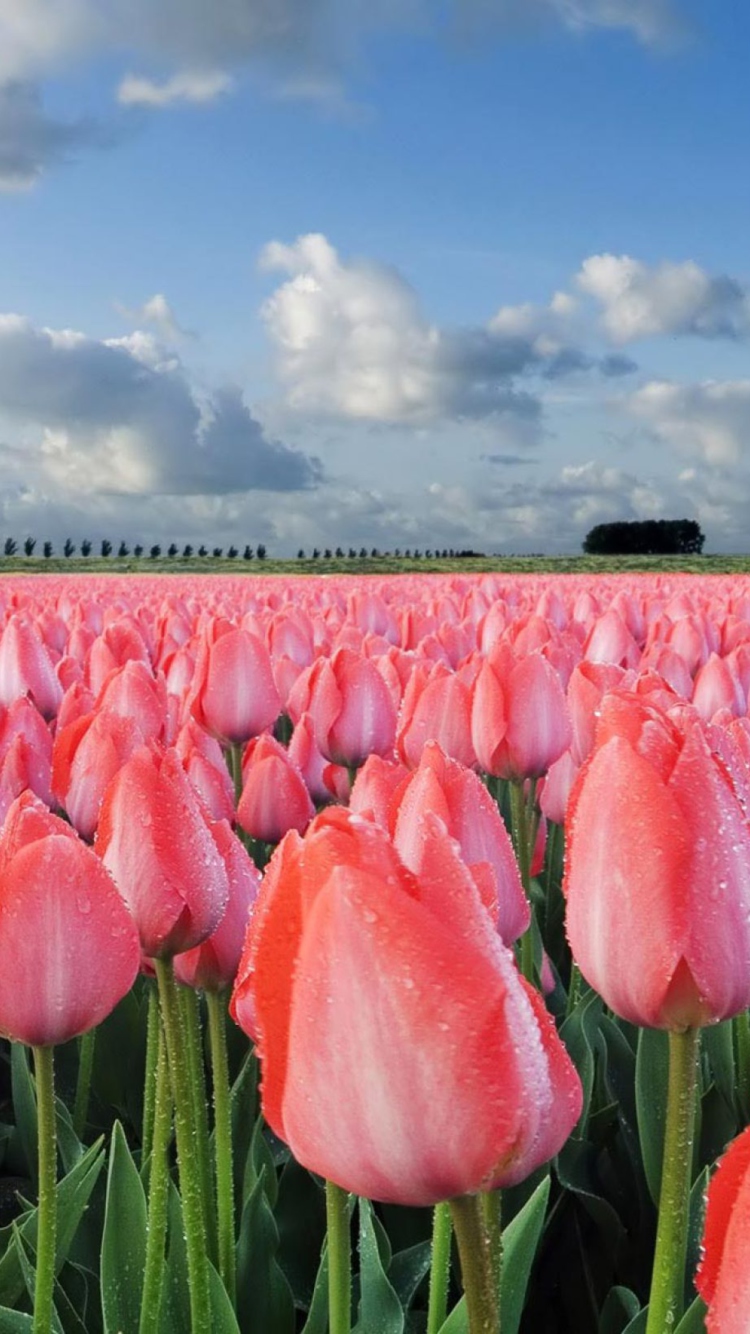 Field Of Tulips wallpaper 750x1334