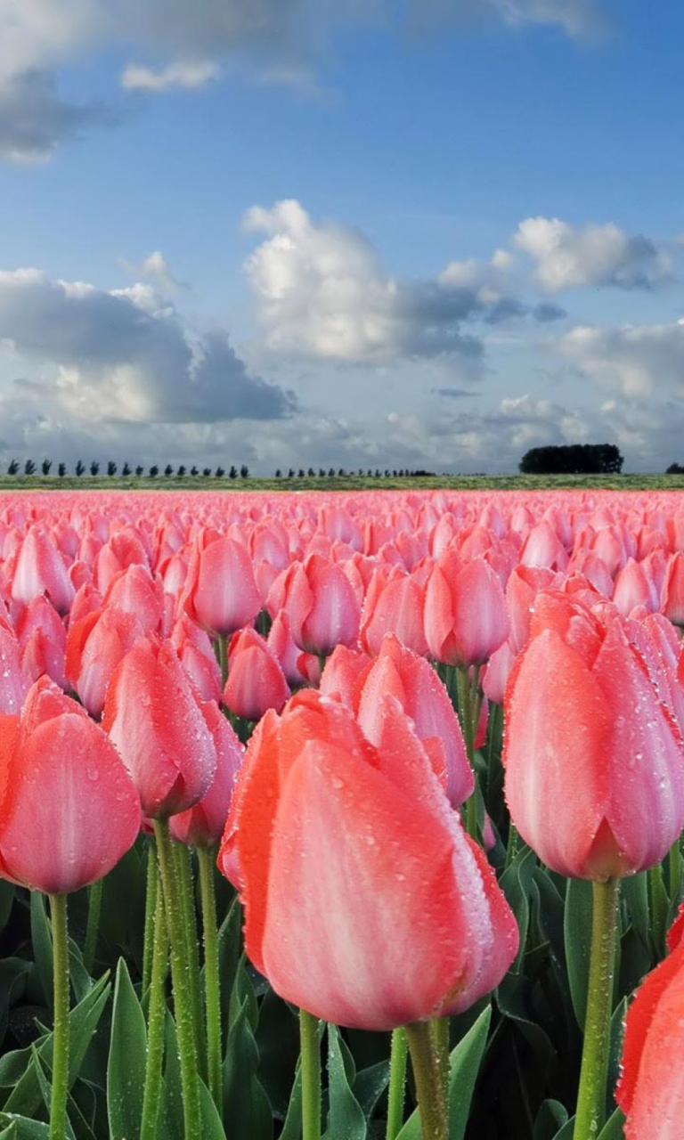 Field Of Tulips wallpaper 768x1280